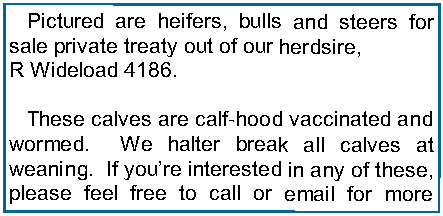 Text Box:    Pictured are heifers, bulls and steers for sale private treaty out of our herdsire, R Wideload 4186.    These calves are calf-hood vaccinated and wormed.  We halter break all calves at weaning.  If you�re interested in any of these, please feel free to call or email for more 